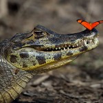 croco